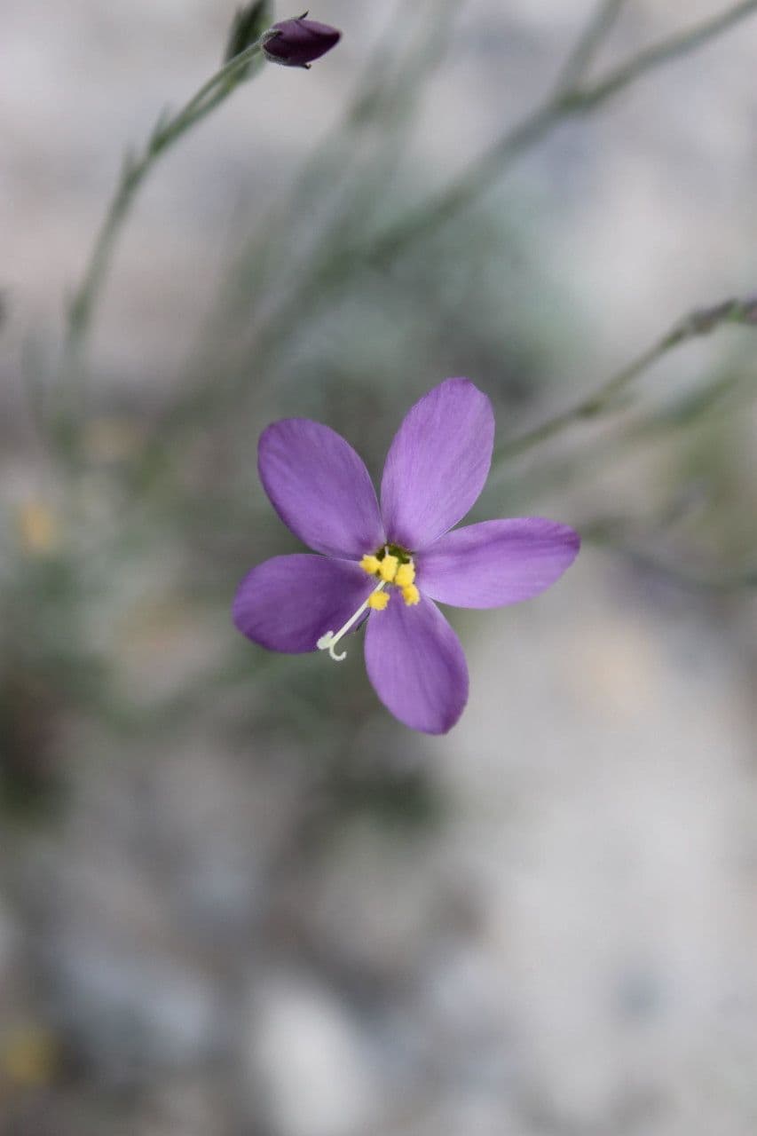Zeltnera calycosa