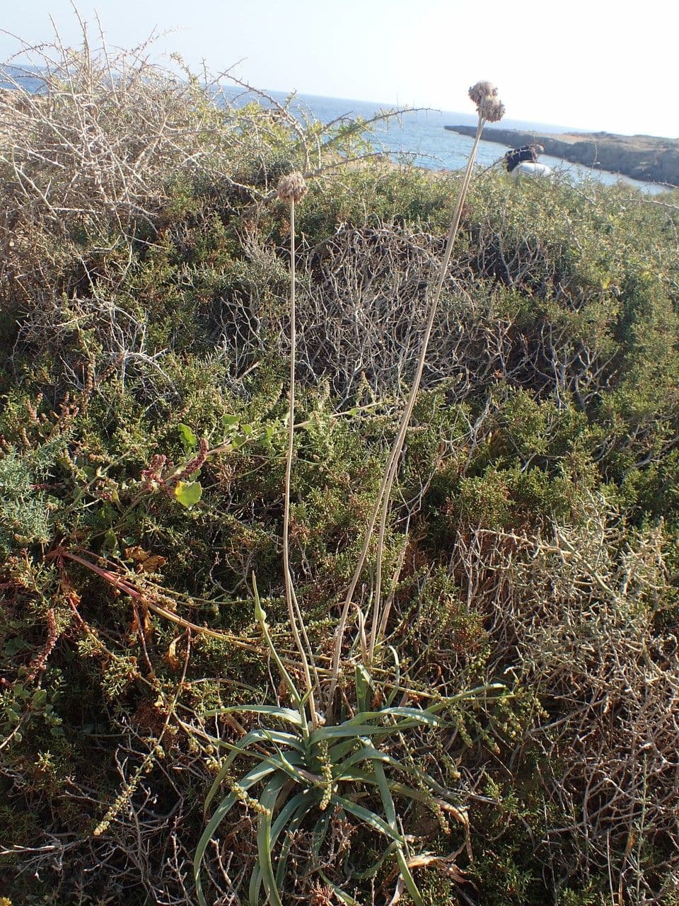 Aglio rotondo 8