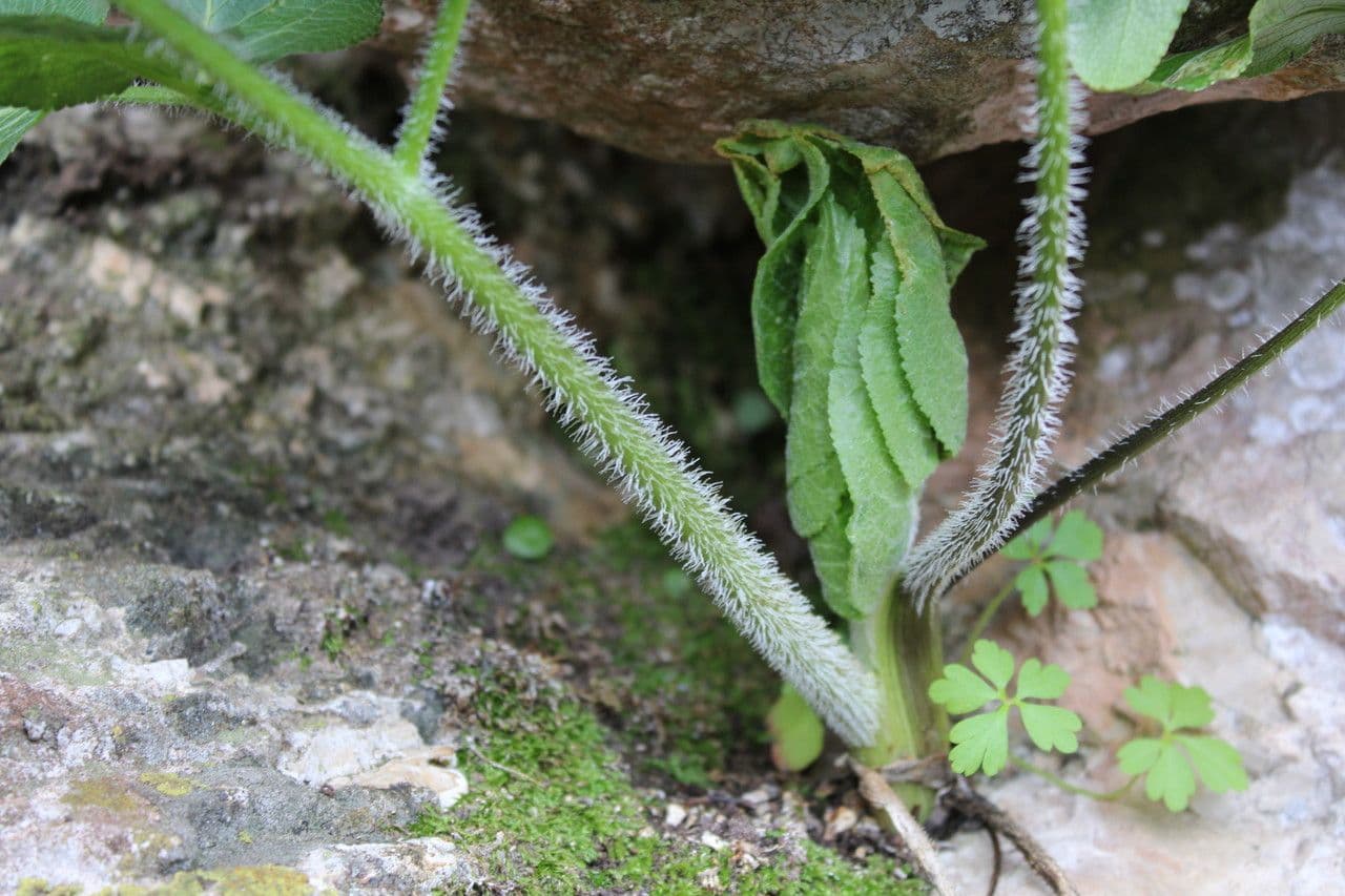 Opopanax 3