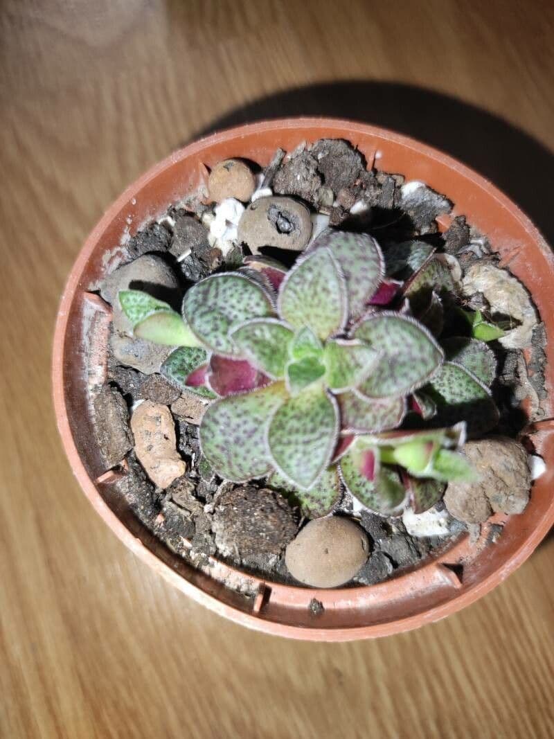 Crassula 6