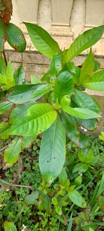 Luculia 11