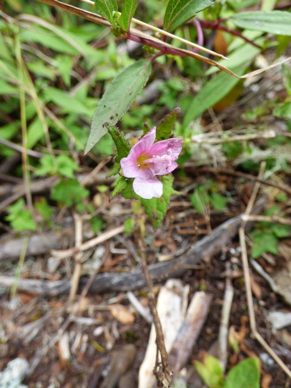 Pavonia columella