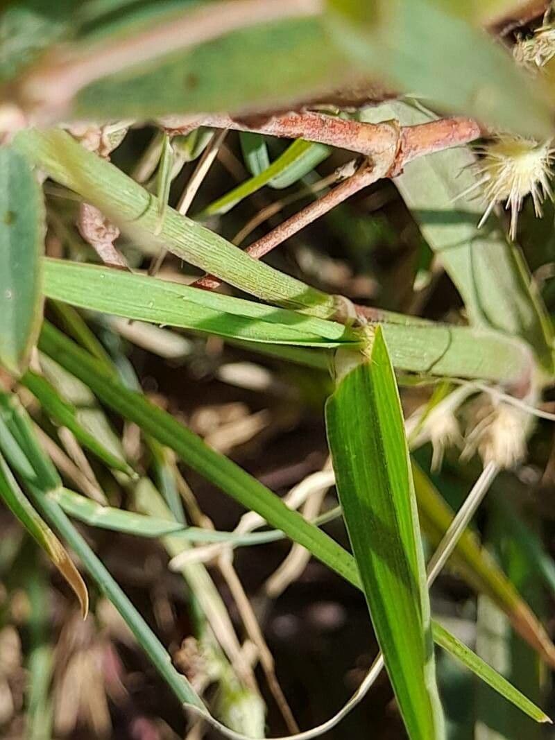 Cenchrus biflorus 16