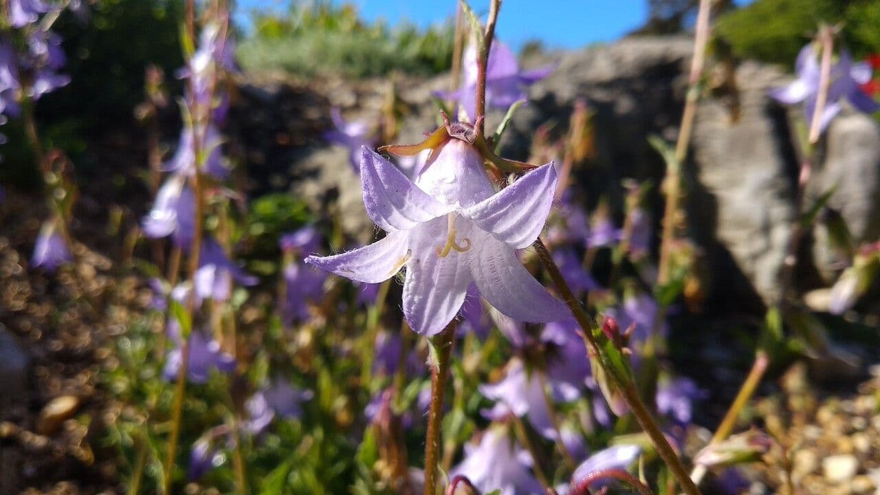 Campanula sarmatica