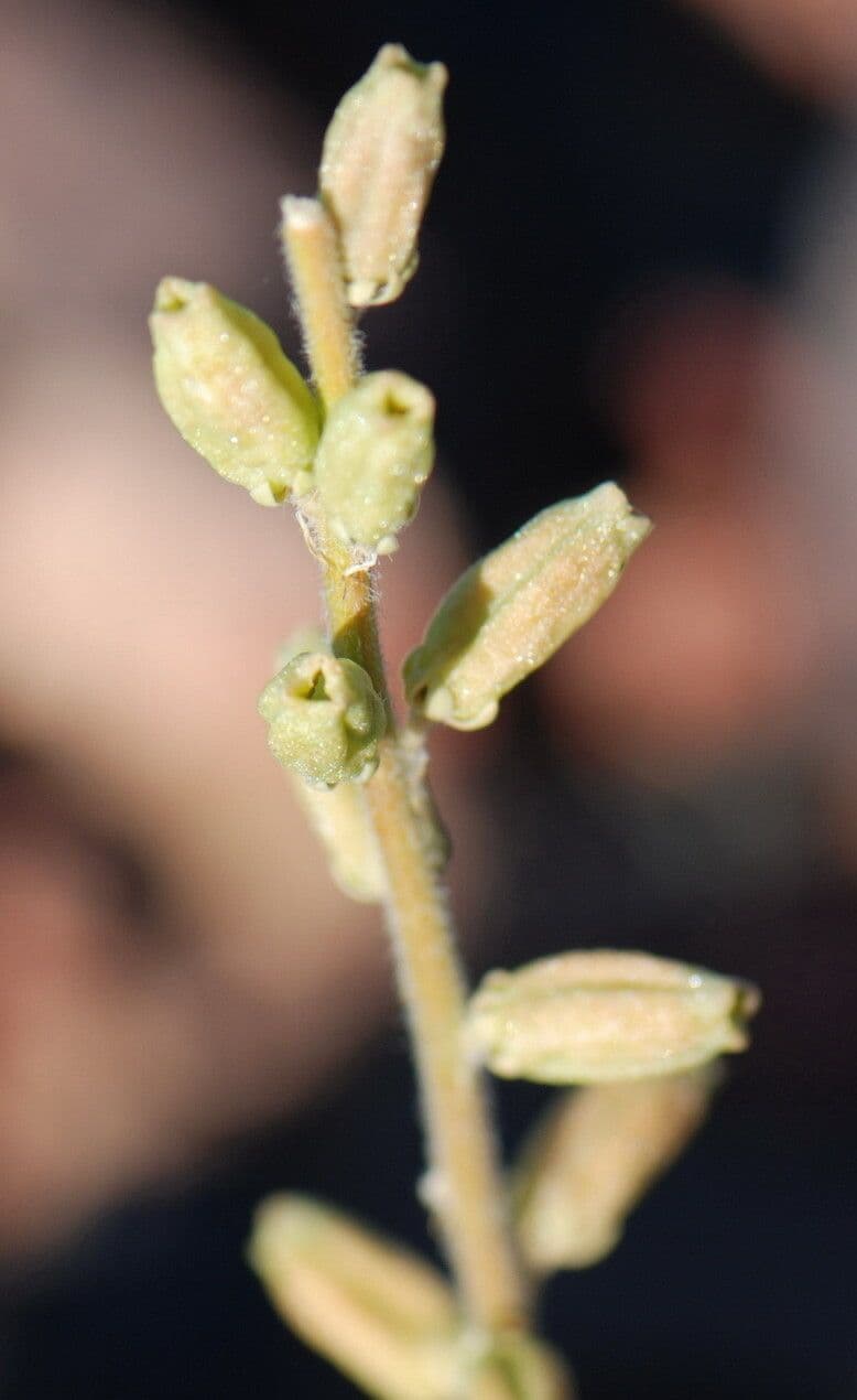 Reseda 2