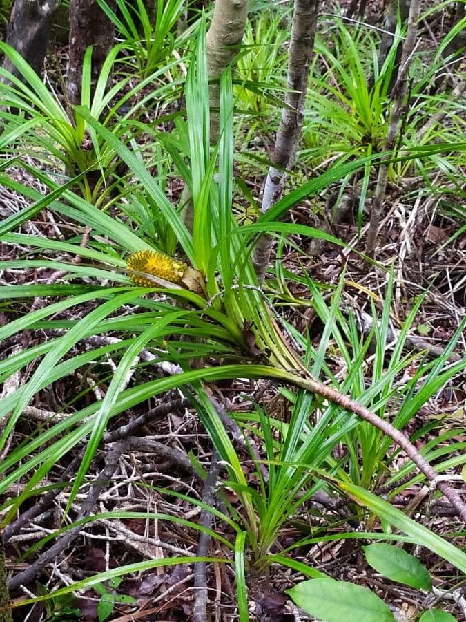 Freycinetia 10