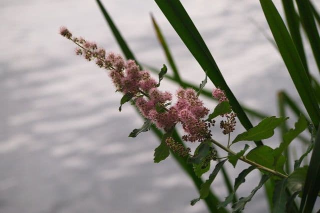 Spiraea di Douglas 3