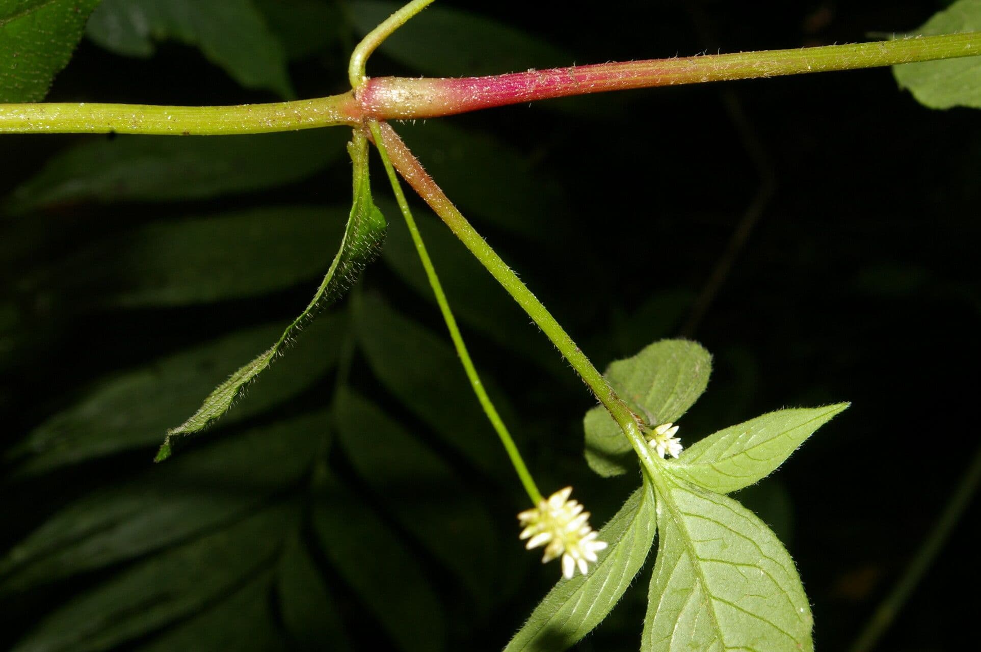 Alternanthera 9