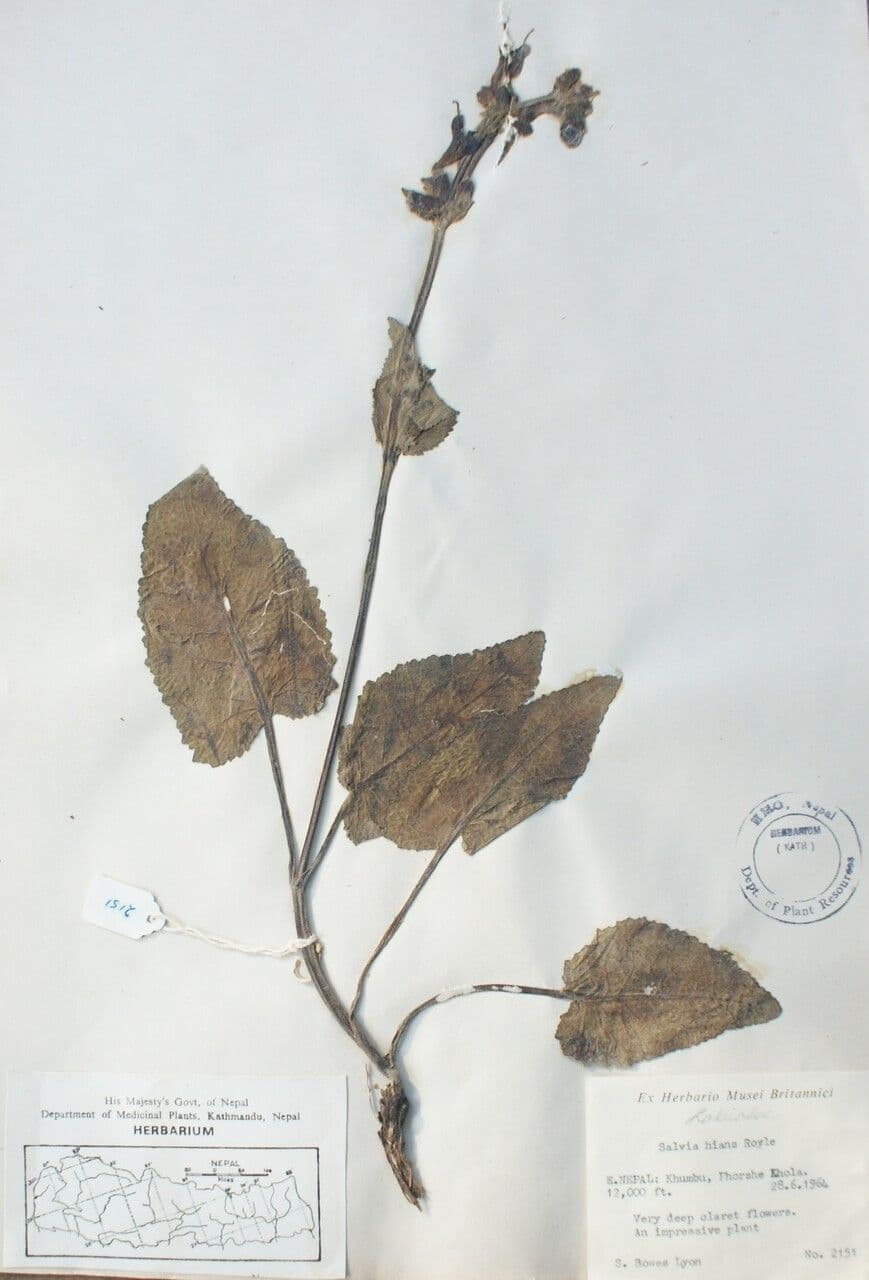 Salvia 4