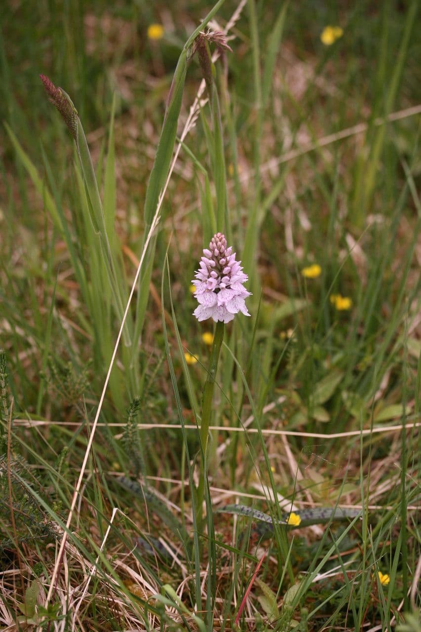 Orchidea macchiata 15
