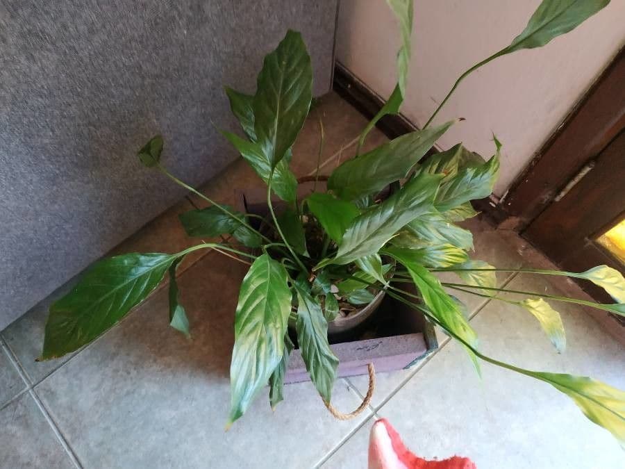 Aglaonema 17