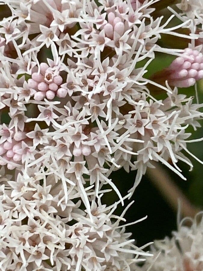 Ageratina
