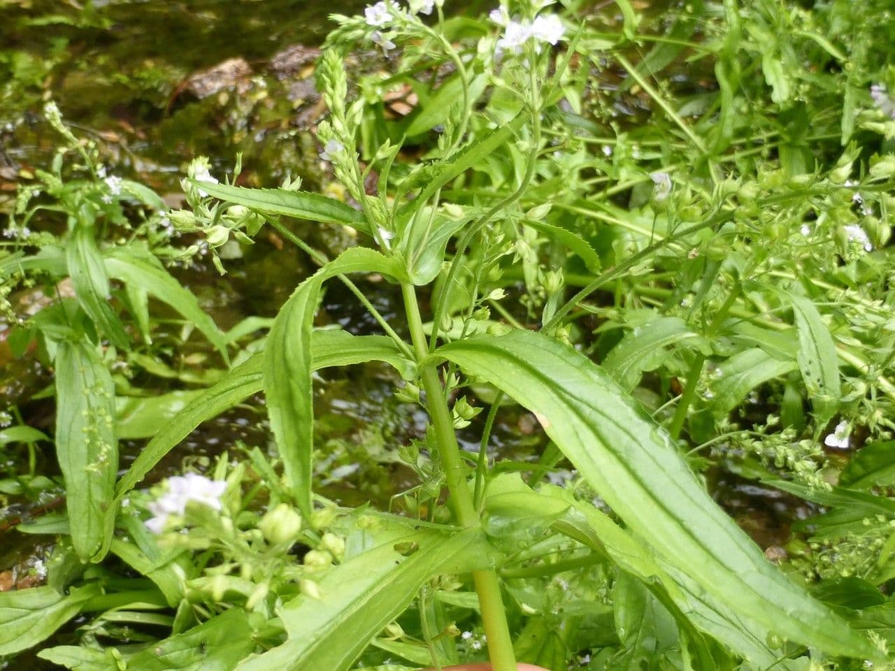 Veronica acquatica 30