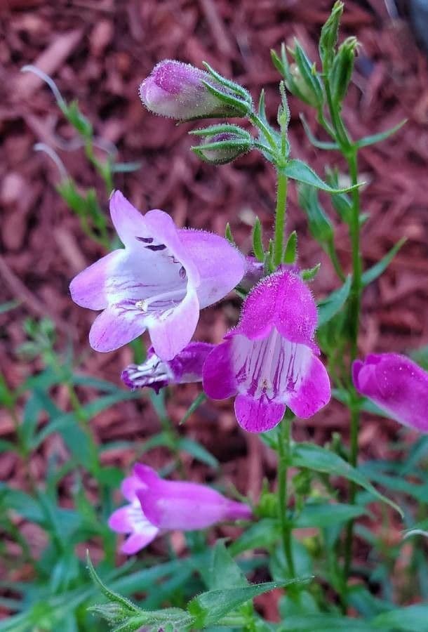 Scharfblättrige Bartblume 5