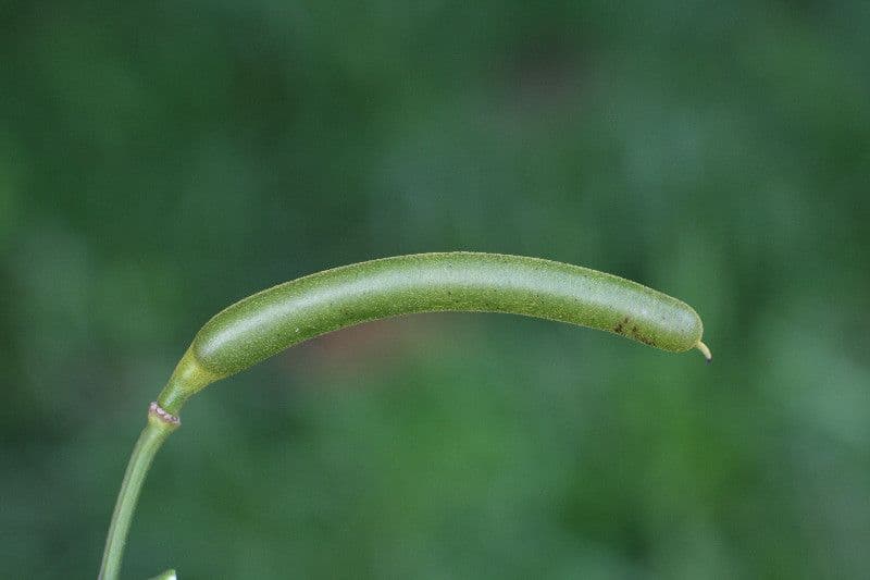 Senna