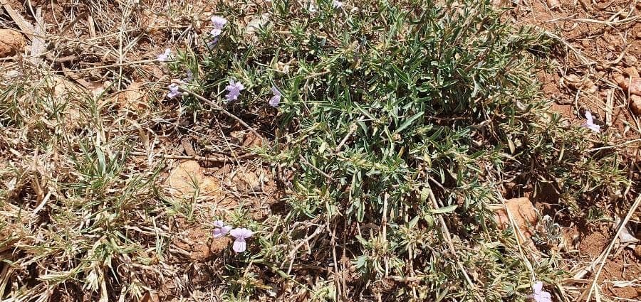 Barleria argentea 9