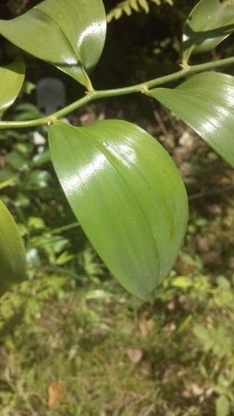 Geitonoplesium cymosum 8