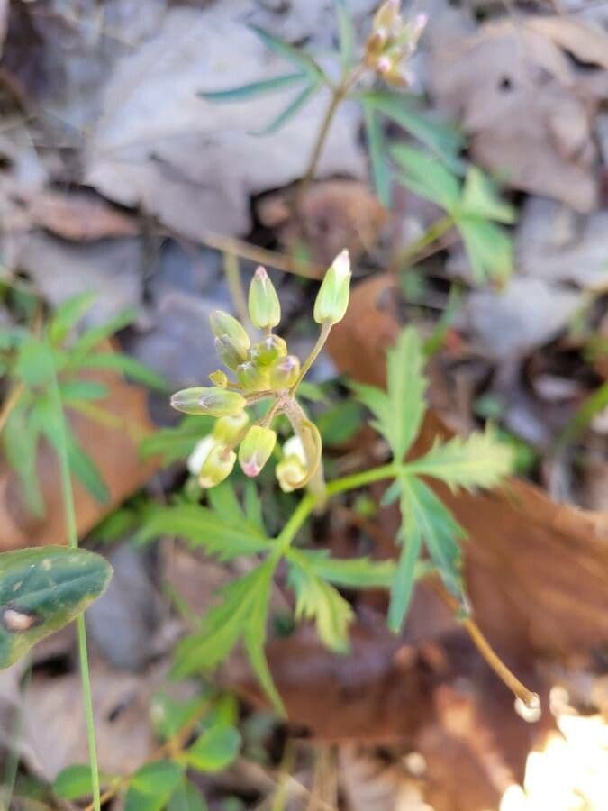 Dentaria concatenata 5
