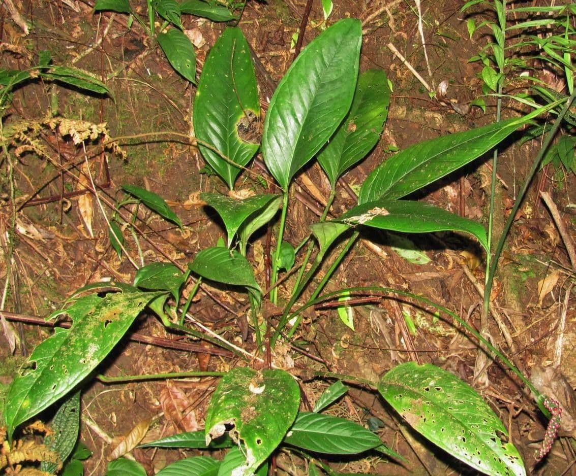 Anthurium 2