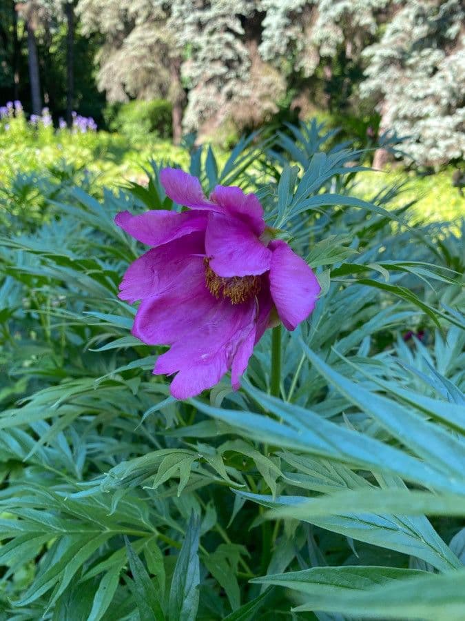 Peonia anomala 2