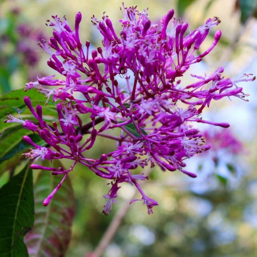 Fuchzia 8