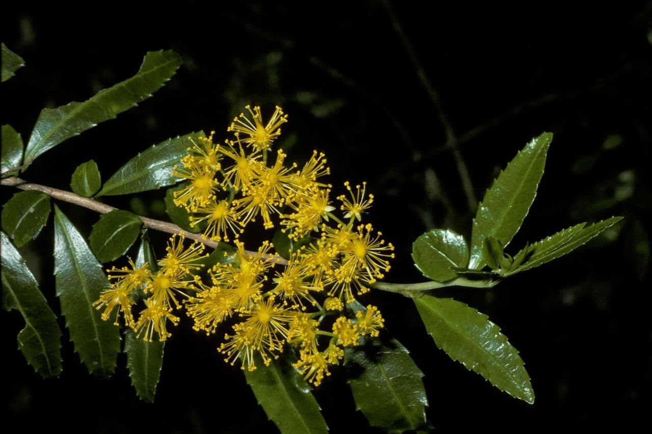 Azara 5