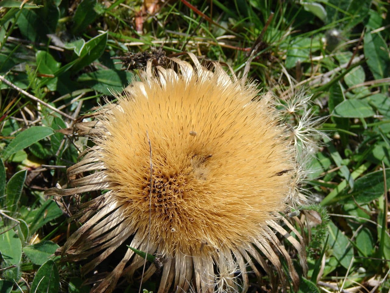 Akantusblättrige Eberwurz 2