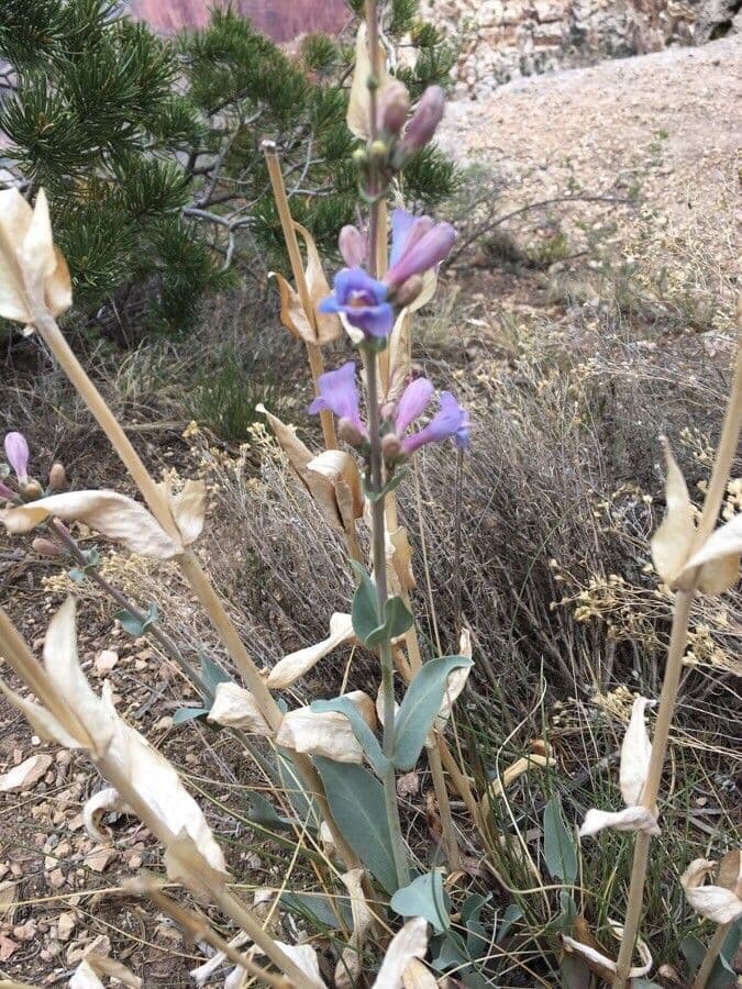Penstemon secundiflorus 17