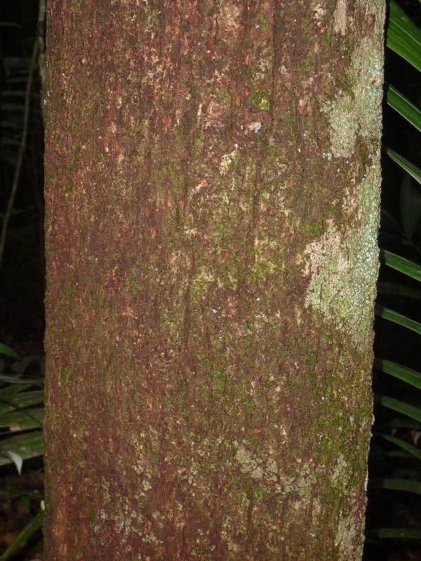 Micropholis 5