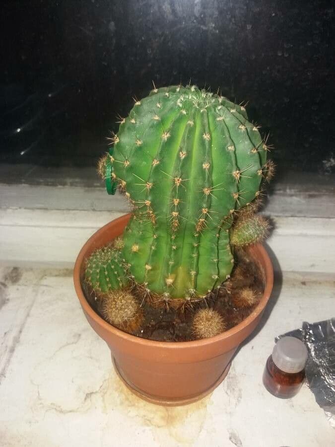 Echinocereus coccineus 9