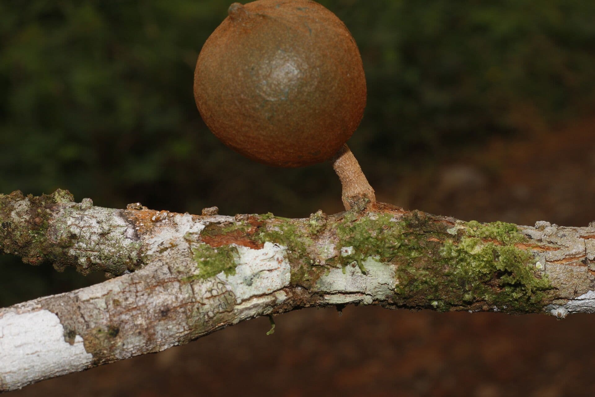 Chrysophyllum 4