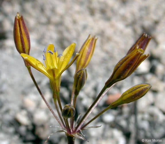 Triteleia 3