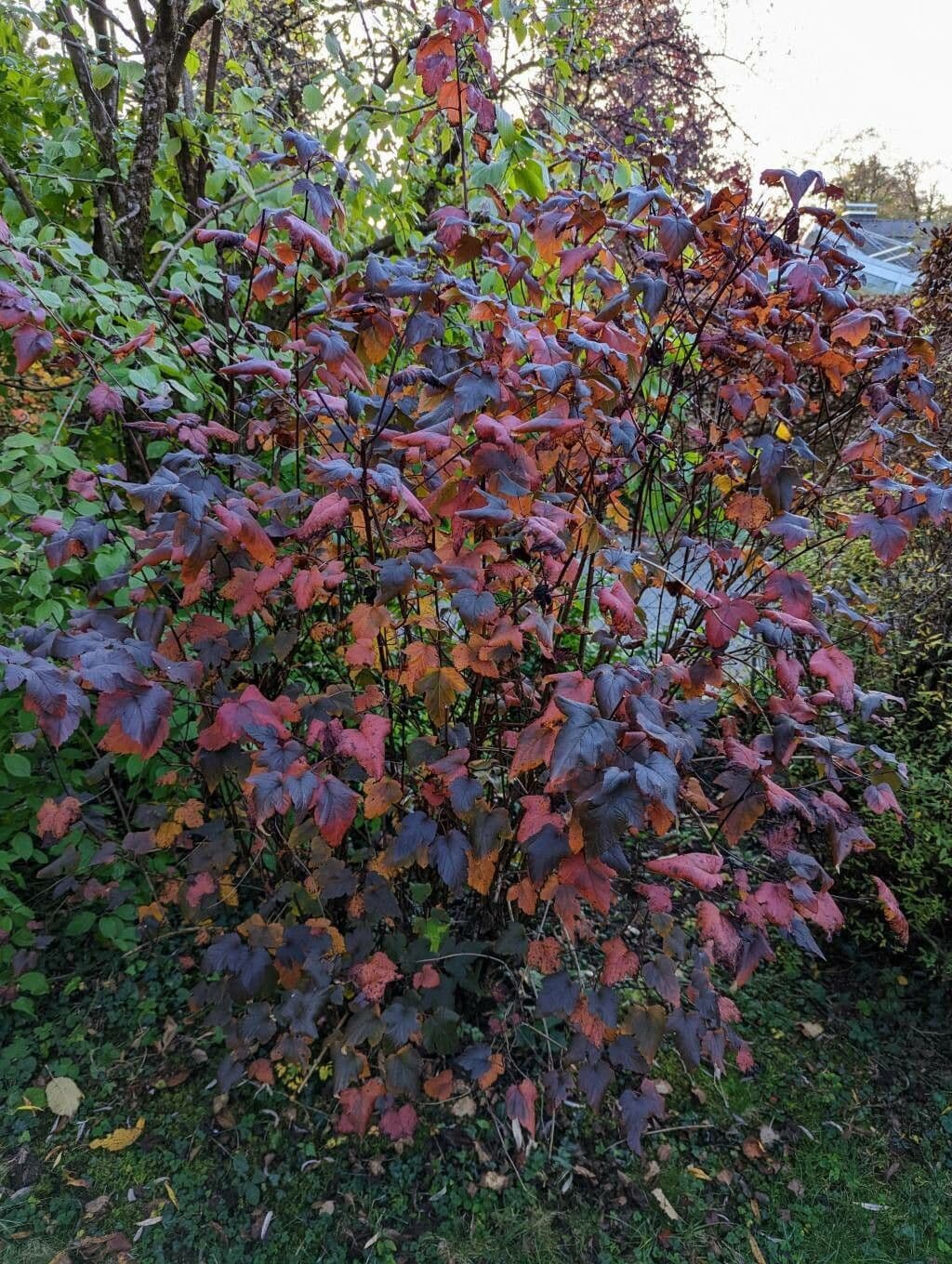 Potočnice strední 13