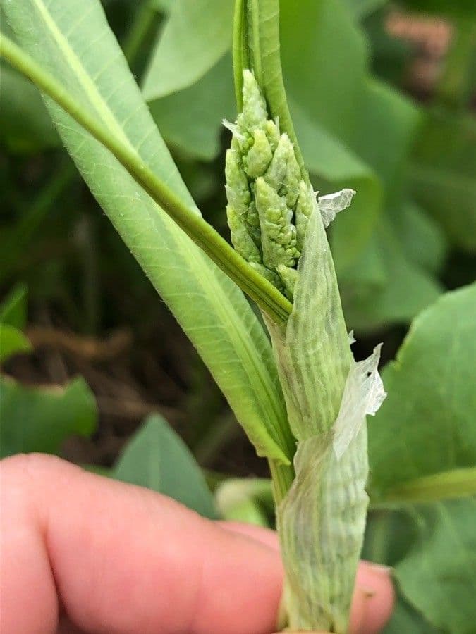 Acetosa alta