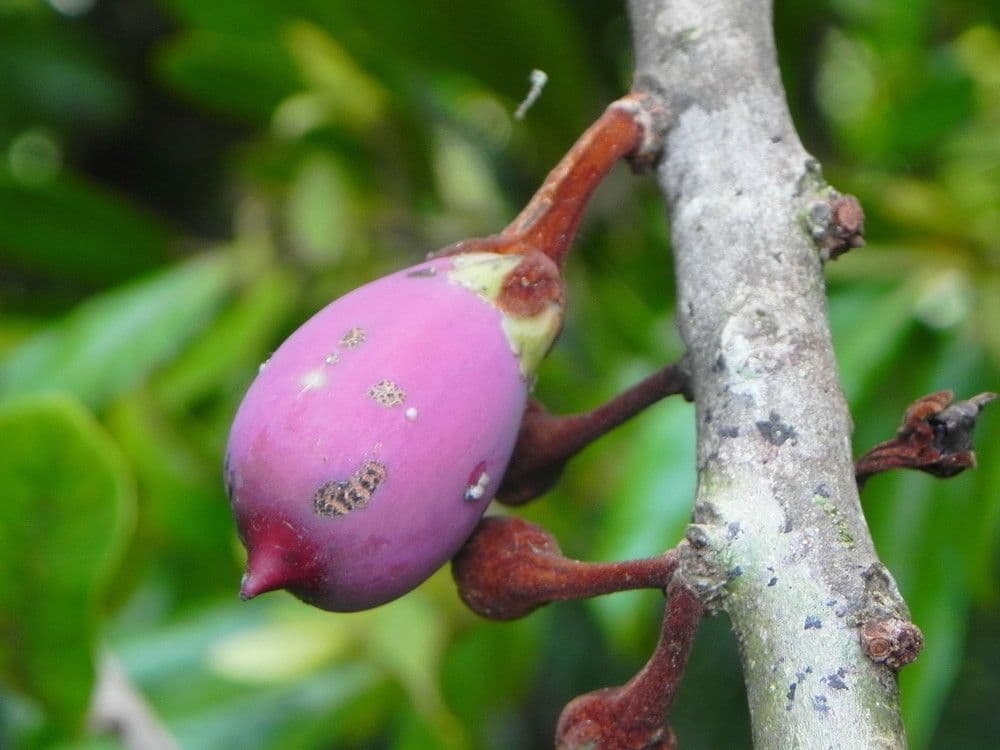Pycnandra