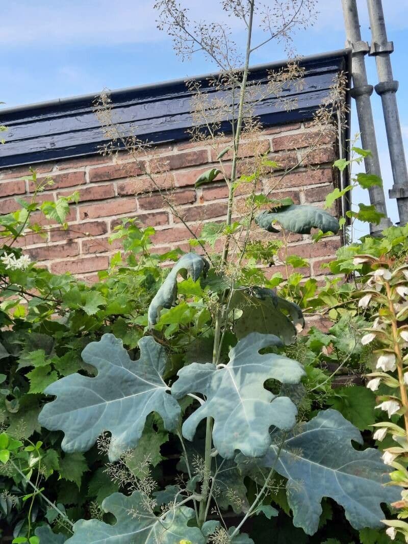 Macleaya 20