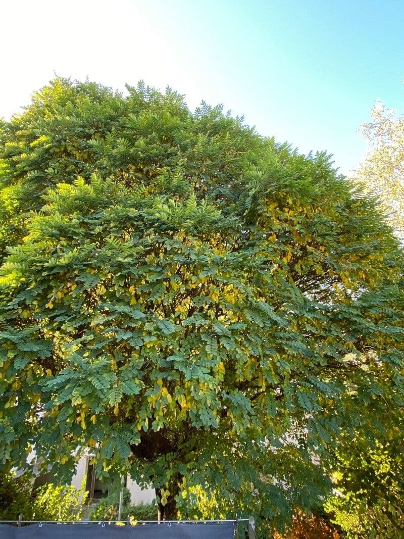 Robinia viscosa 13