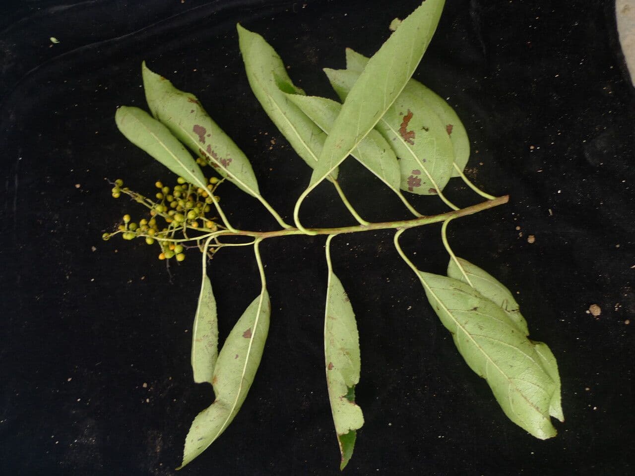 Ehretia acuminata 10