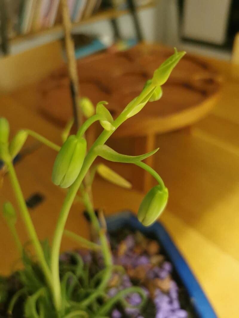 Albuca