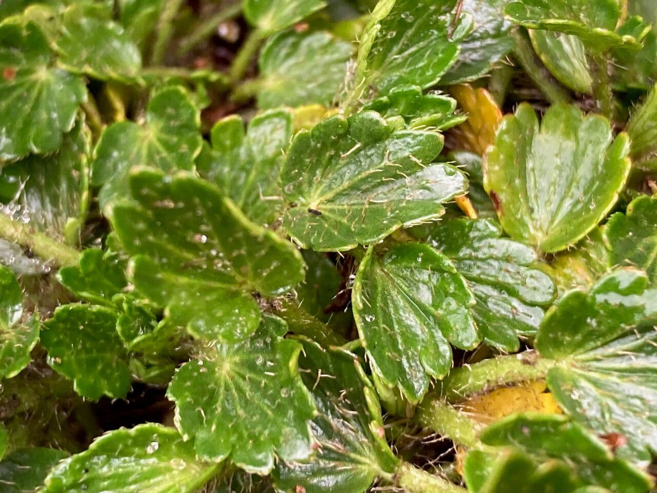 Azorella crenata 12