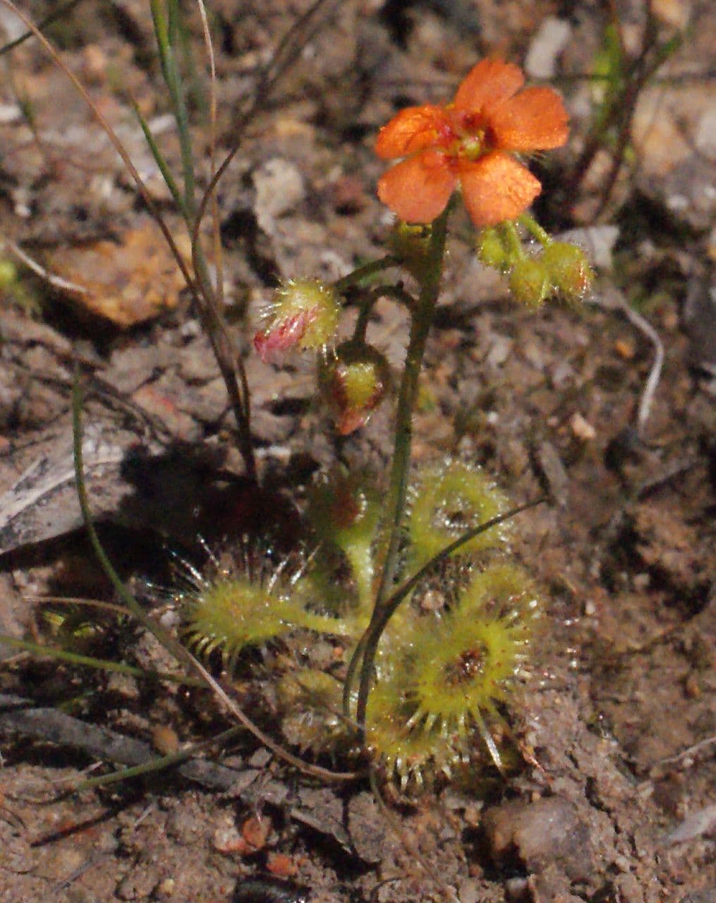Drosera glanduligera 10