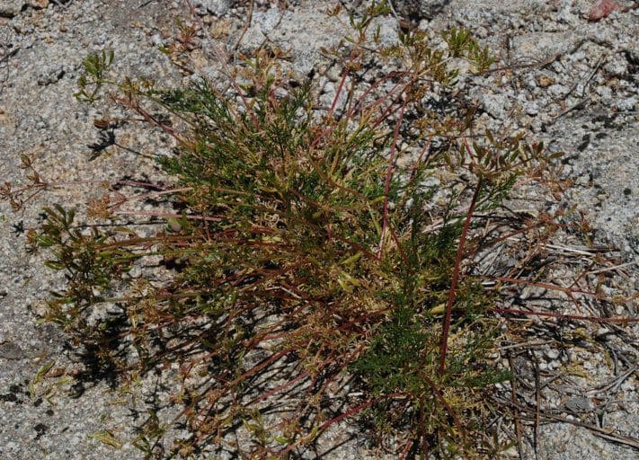 Lomatium 3