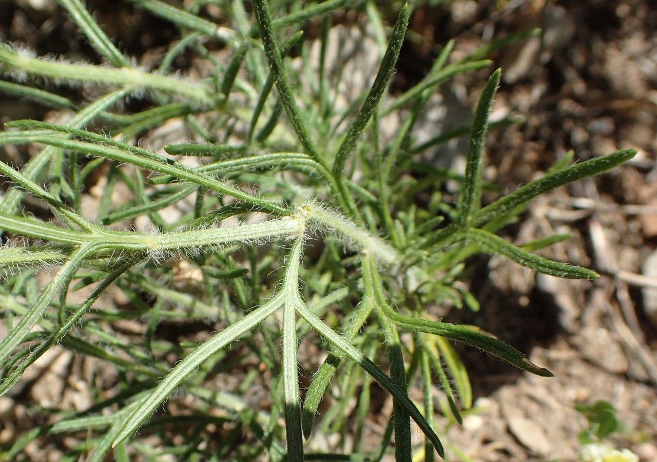 Teucrium pseudochamaepitys 14