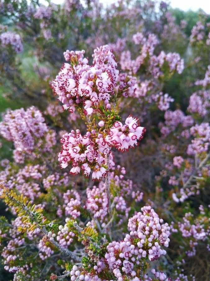 Erica multiflora 7