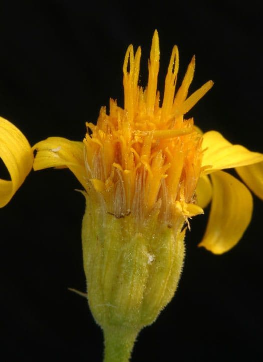 Stenotus acaulis 8