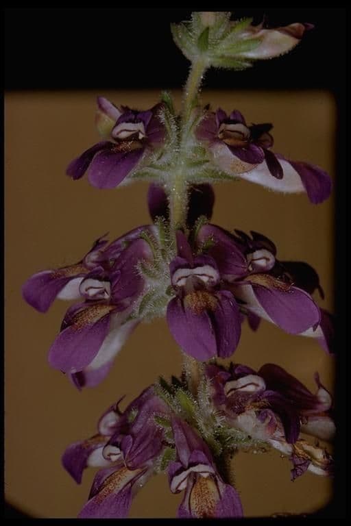 Collinsia tinctoria 4