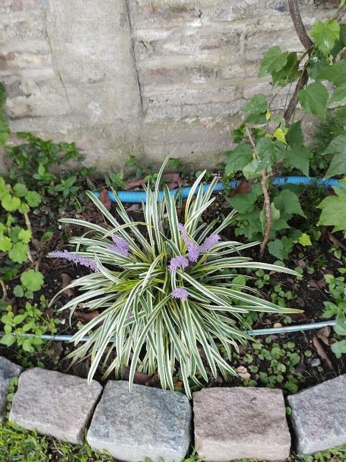 Liriope 21