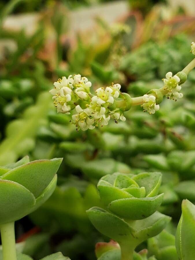 Crassula perforata 5