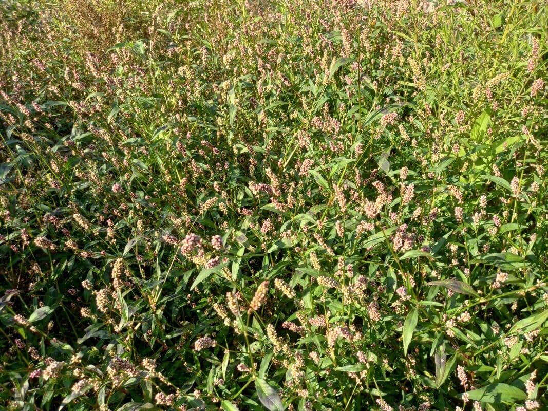 Poligono persicaria 11