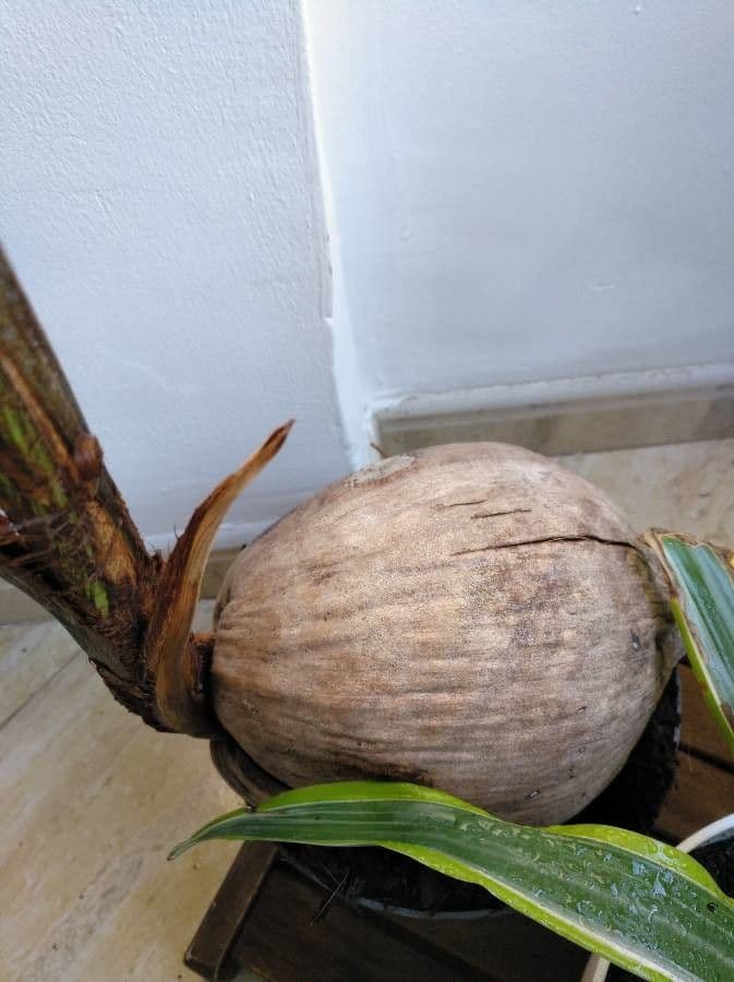 Cocotier 28